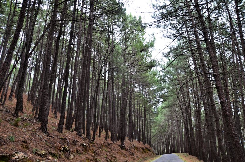 EL CHARCO VERDE-7-2-2015-AVILA - Paseando por España-1991/2015-Parte-1 (38)