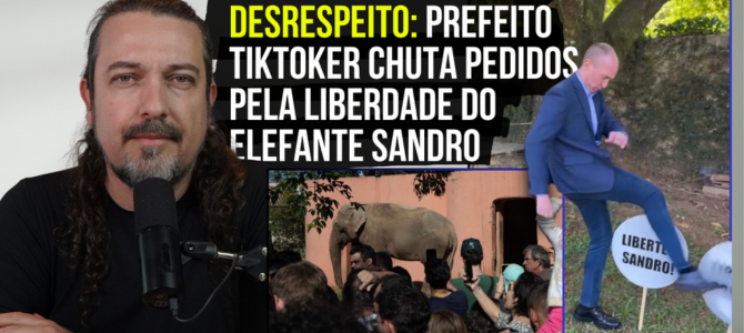 Prefeito de Sorocaba CHUTA pedidos de liberdade para o elefante Sandro