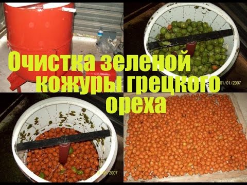 Способы очистки грецкого ореха быстро, эффективно и легко