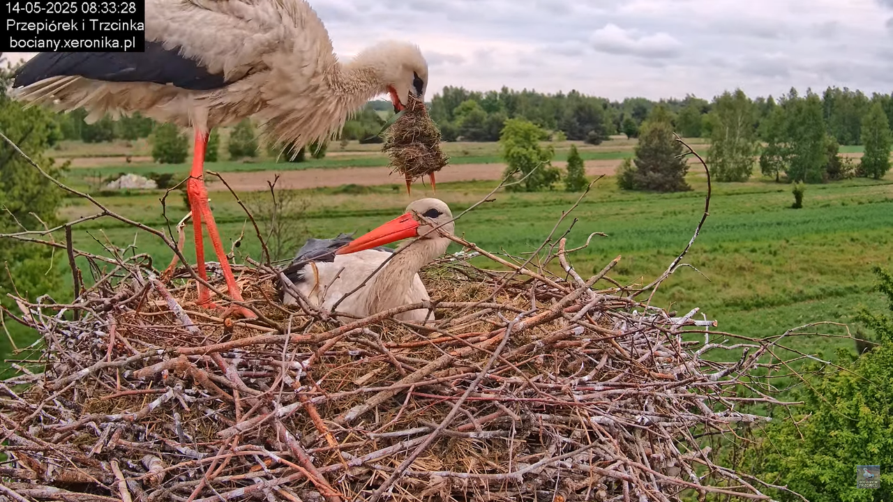 14052025bociany13