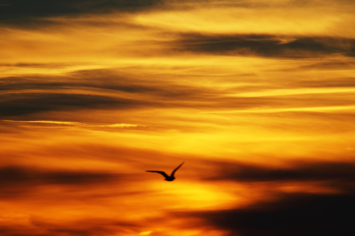 orangeskyandbird.jpg