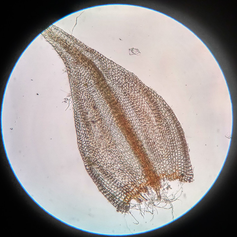 IMG 20250615 220616 HDR