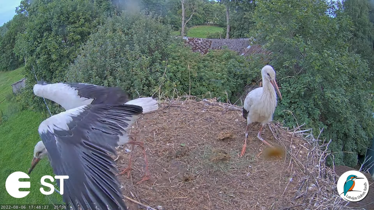 Baltie stārķi (Ciconia ciconia) Tukuma novadā - LDF tiešraide __ White storks in Tukums, Latvia 13-4