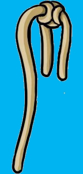 limpnoodle.jpg