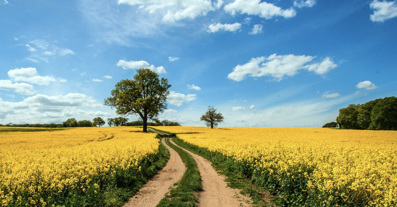 waterford-spring-mustard-rape-HD.jpg