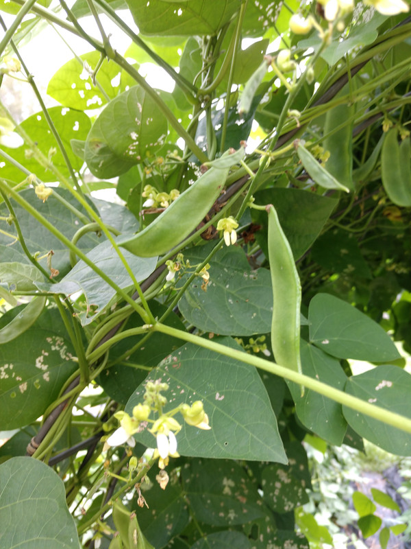 R34 AL Blackeyed Butter IMG_20200803_142345287