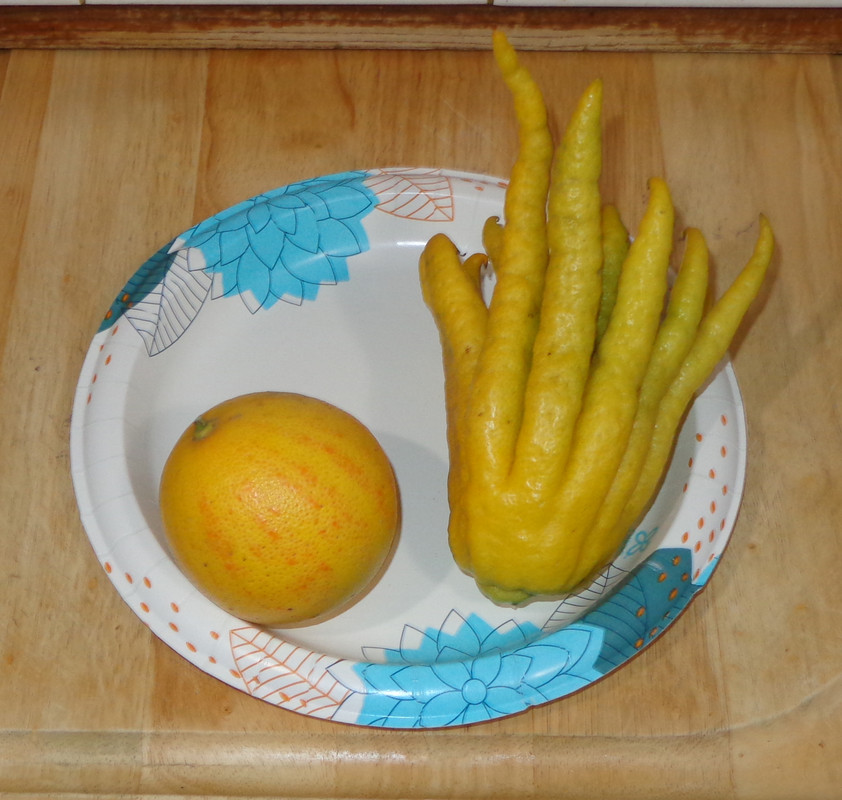 Buddhas_Hand-pic2