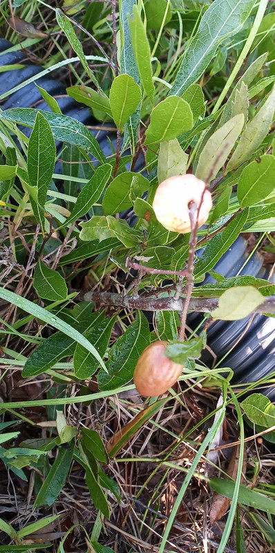 wild berry id a