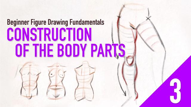 Beginner Figure Drawing Fundamentals - Construction of the Body Parts Beginner Figure Drawing Fundamentals - Construction of the Body Parts