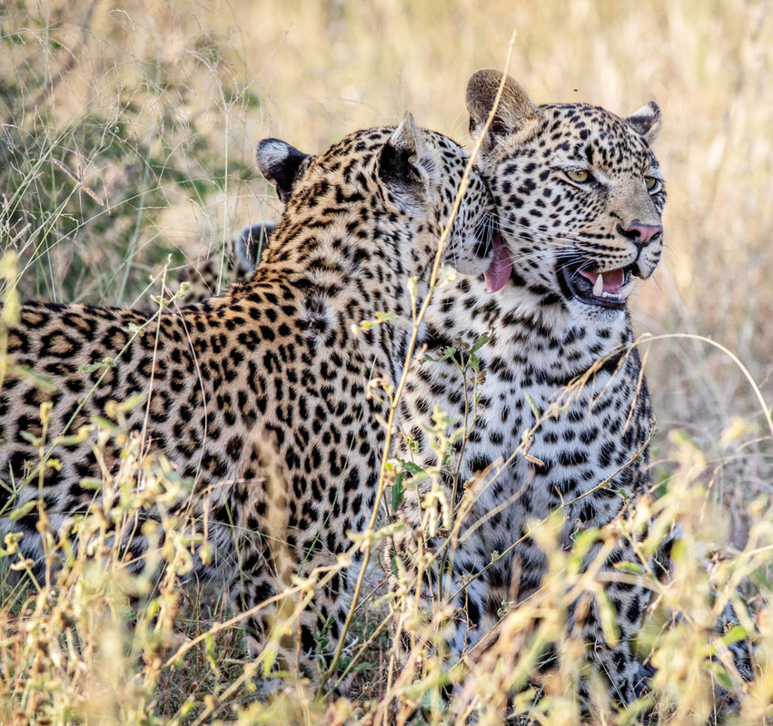 Two leopards bonding in the wild