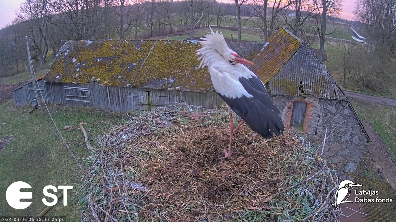 Baltie stārķi (Ciconia ciconia) Tukuma novadā - LDF tiešraide __ White storks in Tukums, Latvia 9-39