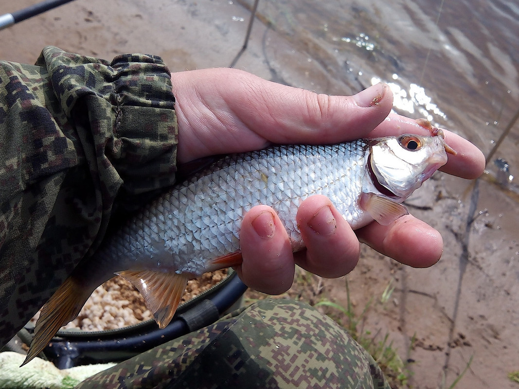 В. Курья 04.06.15 03