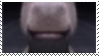 donkey 2