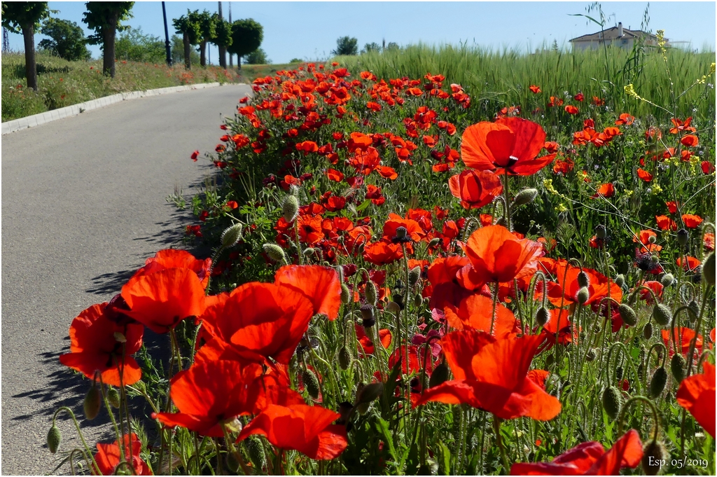 Route des coquelicots.... P1160082