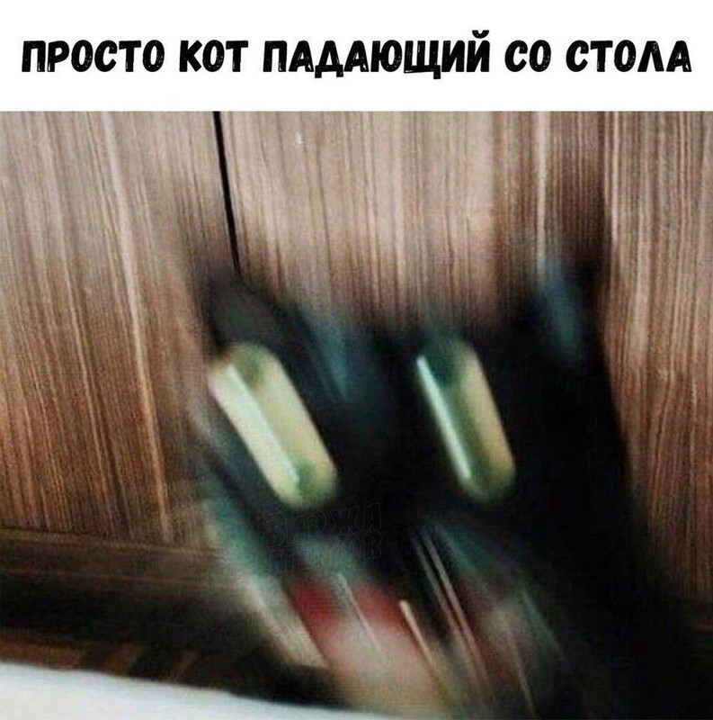 кот падающий