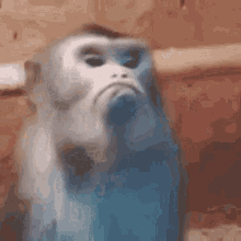 tenor1.gif