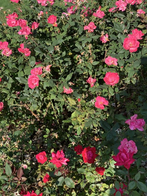 [Image: IMG-6474.jpg]