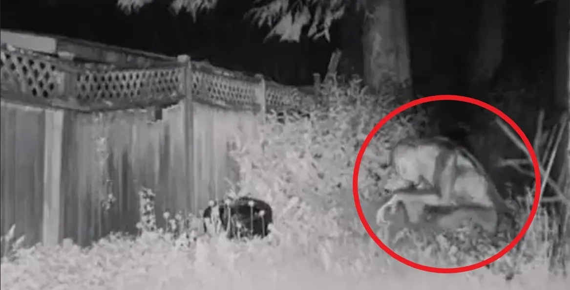 Revelan video de los extraterrestres que fueron captados en Las Vegas