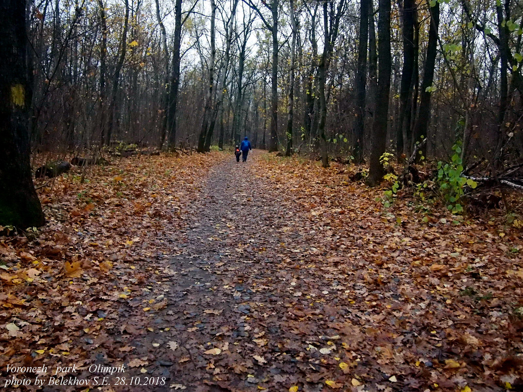 Воронеж, осень, парк