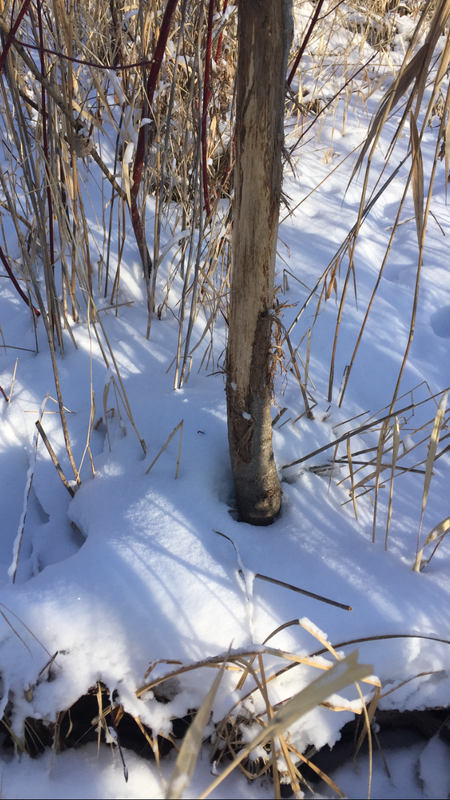 022B67C6-333D-442B-A350-C84CF29AE724