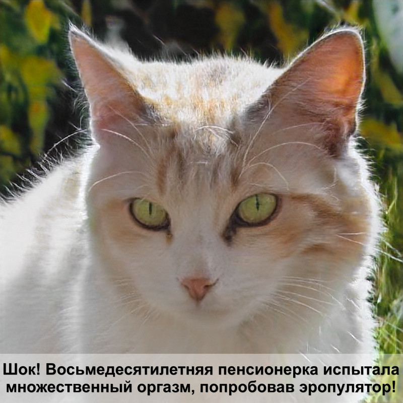 бездомные кошки зимой