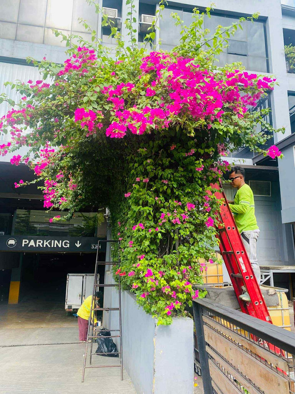 Landscaping Example 5