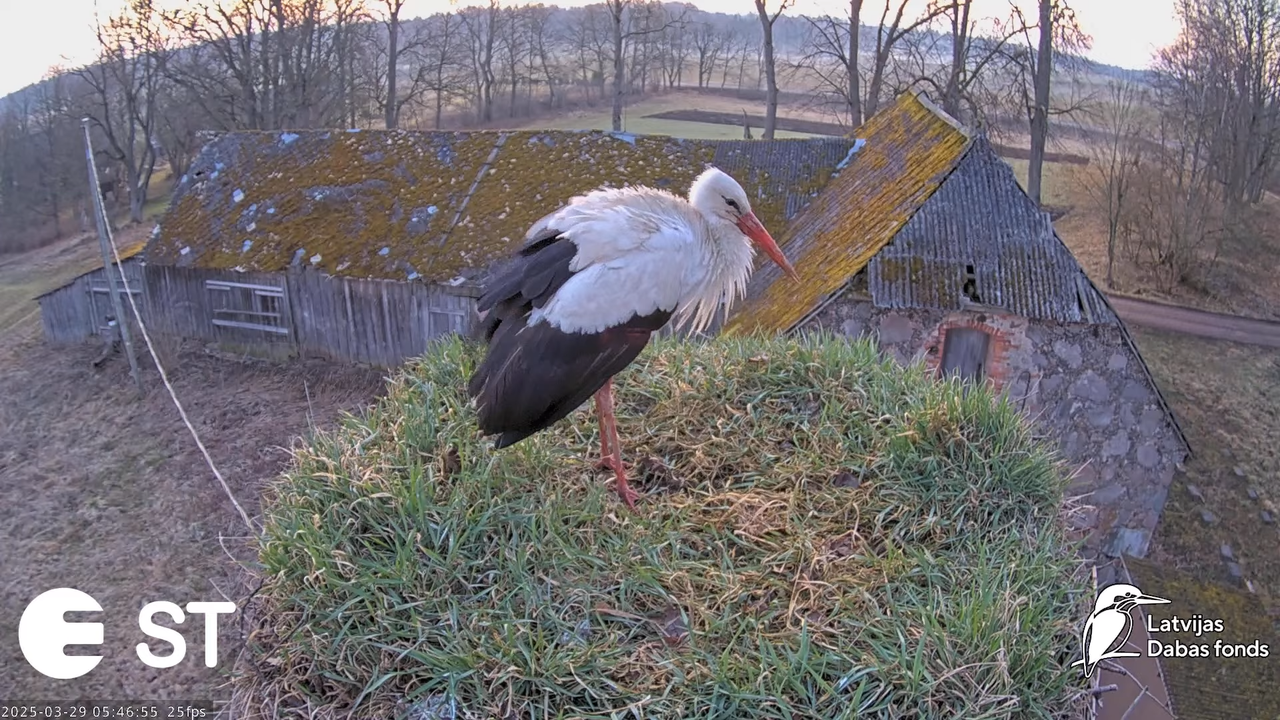 (19) Baltie stārķi (Ciconia ciconia) Tukuma novadā __ White storks in Tukums, Latvia - YouTube - 567