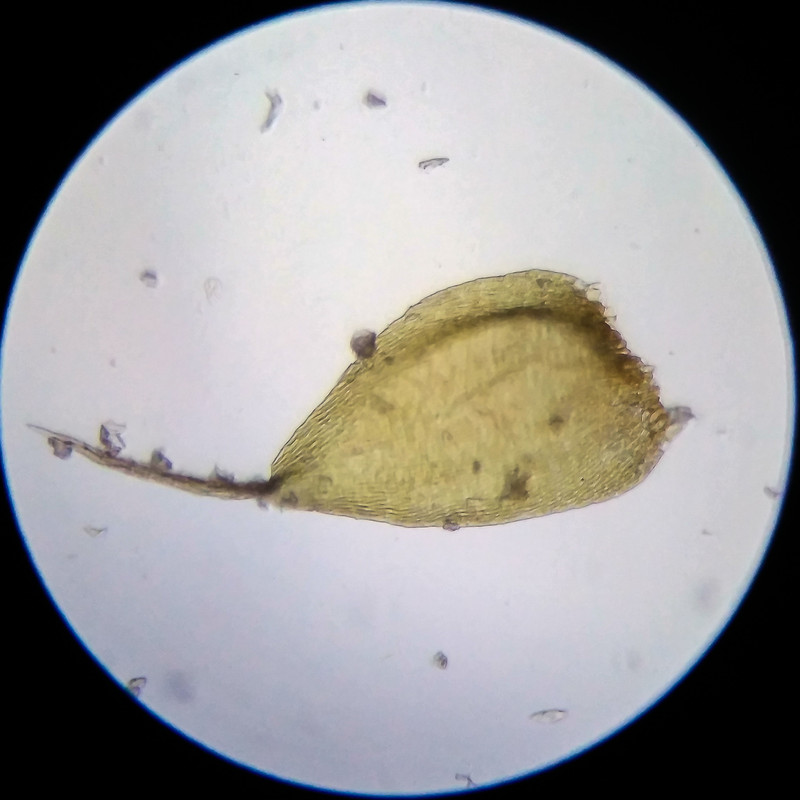 IMG 20250614 205950 HDR