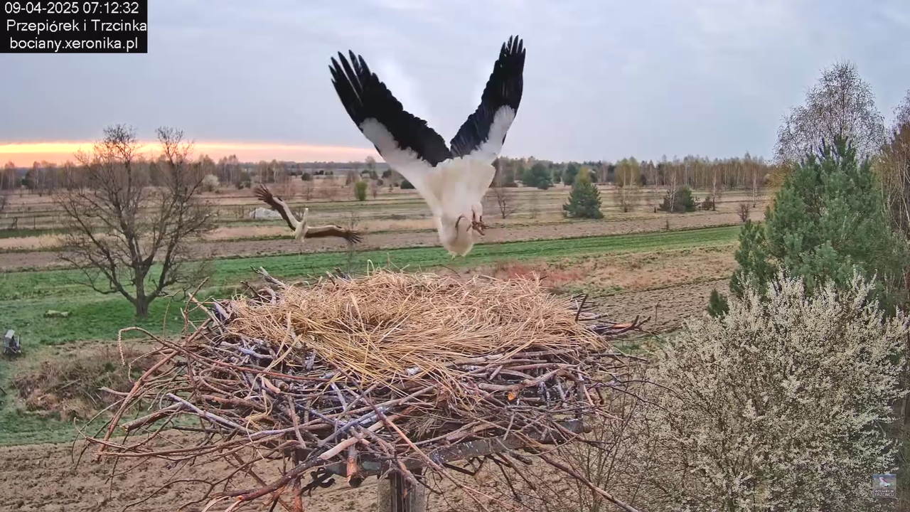 09042025bociany_3