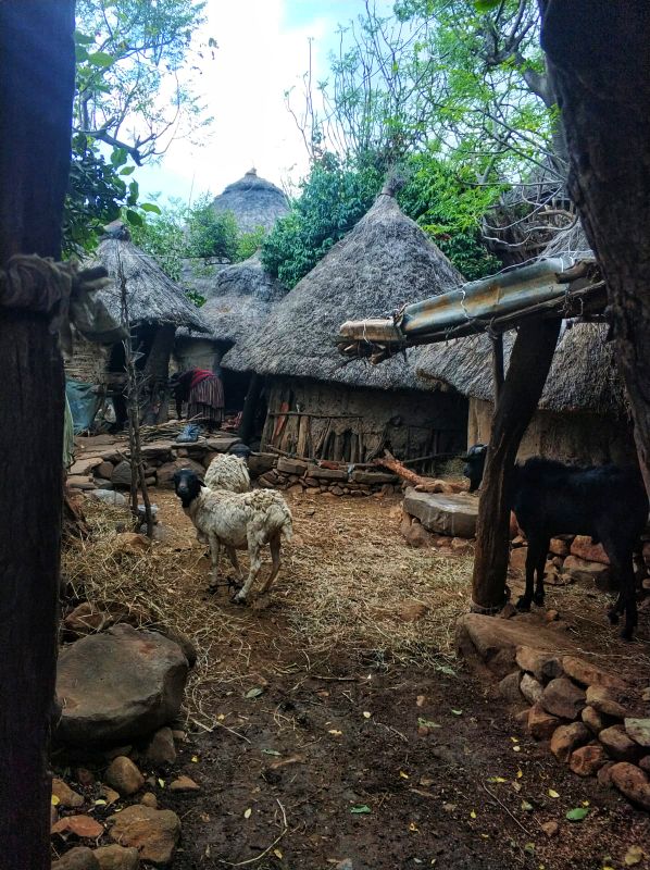 Etiopía. Tribus del sur, iglesias del norte y mucho mas - Blogs de Etiopia - Día 7 (12 octubre, viernes, 2018): Jinka – Tribu Mursi – Konso (6)