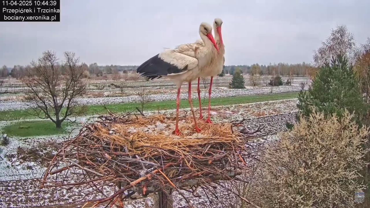 11042025bociany_22