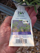 2023-06-09 New lavender for expansion [1]