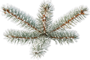 BC-ATaste-Of-Winter-El-97