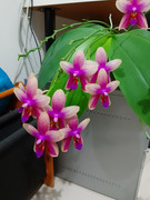Phal Sweet Memory Liodoro: winter or summer bloomer? - Orchid Board - Most  Complete Orchid Forum on the web !