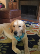 image_2023-02-02_225834460