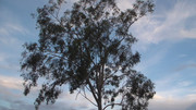 18.1.skate park trees I