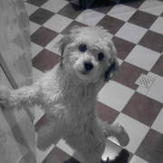 volghan hosseini (1)