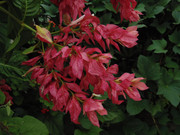 30.2.suburban blooms II