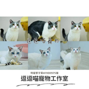 逗逗喵寵物工作室