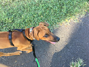 Rocco the Rhodesian Ridgeback 39