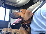 Rocco the Rhodesian Ridgeback