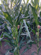 IMG-a781a9f3b126382198124df4a172ebee-V