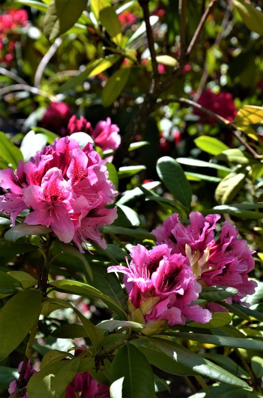 JARDIN BOTANICO-13-4-2013-MADRID - Paseando por España-1991/2024 (20)