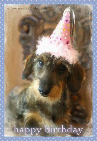 [Image: Anniversaire-teckel-(36).jpg]