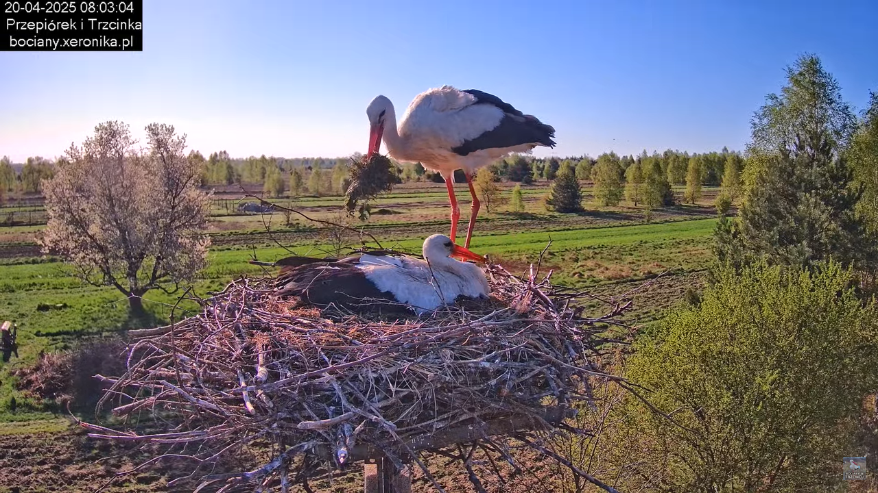 20042025bociany22