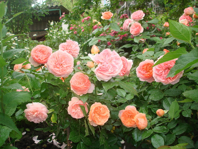 DSC01488
