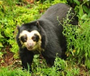 Perú. Serie fauna amenazada peruana (2017-19) Oso-de-anteojos