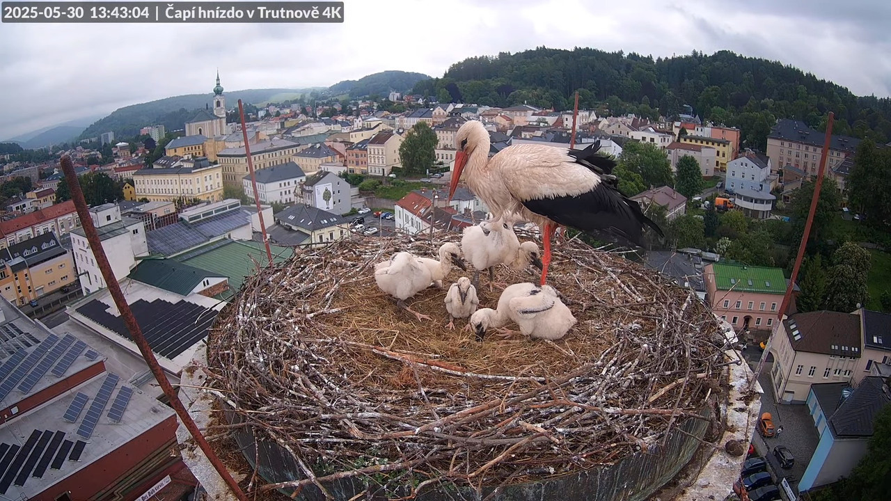 Živě z čapího hnízda na pivovarském komíně v Trutnově 14-36-24 screenshot
