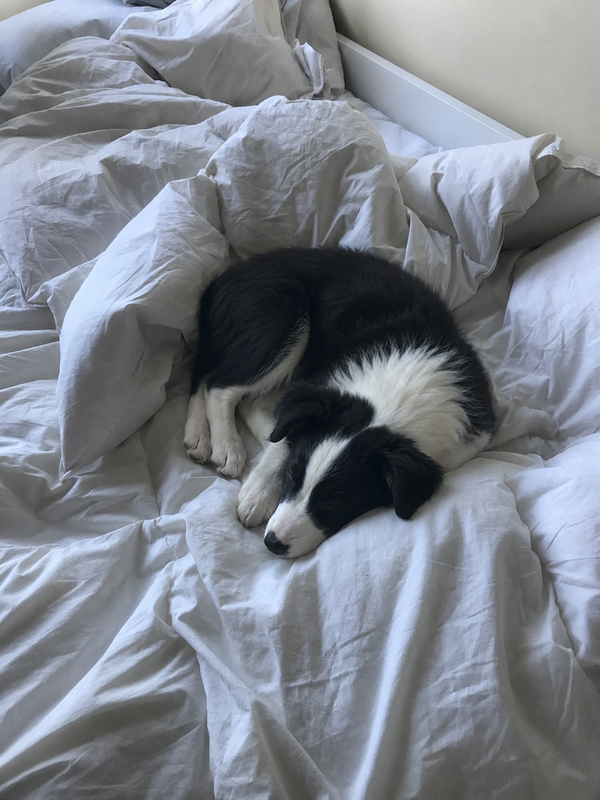 Anya sleeping on the bed