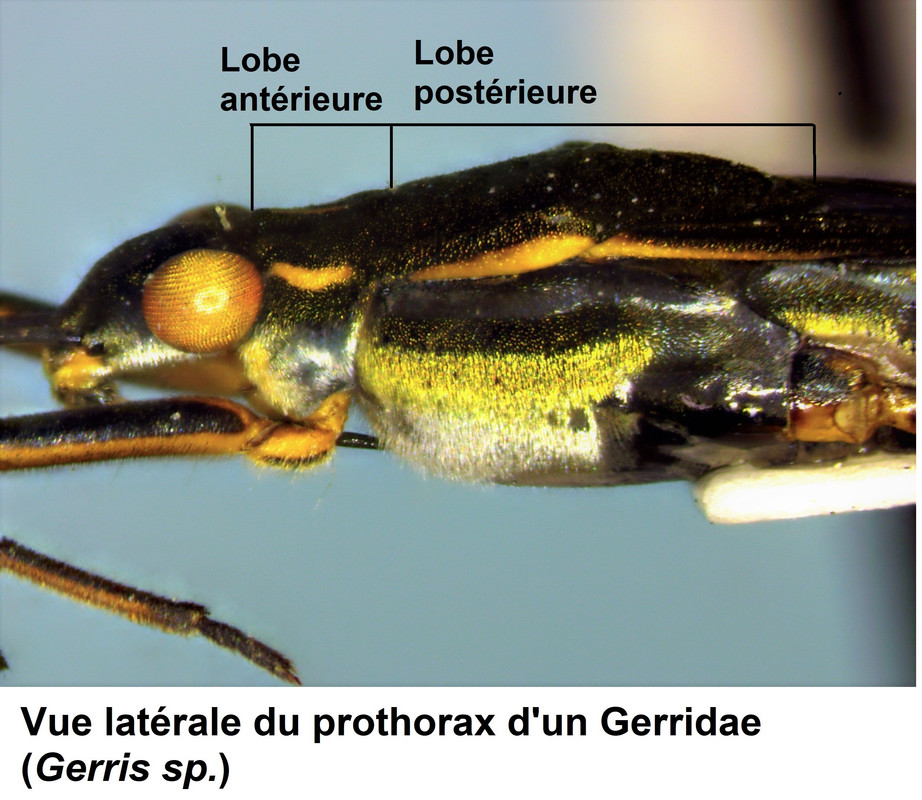 Thorax d'un Gerridae (latéral)